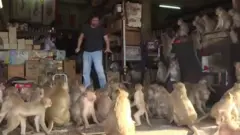 కోతులు