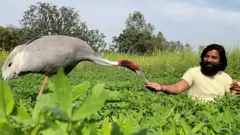 india bird