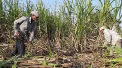 చెరకు నరుకుతున్న రైతులు