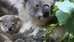 Koala joey Humphrey é amparado pela mãe Willow no Taronga Zoo em 02 de março de 2021 em Sydney, Austrália