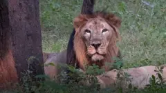 lion eyes