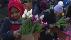 tulip belanda