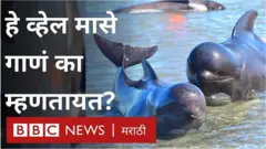 देवमासे