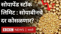 सोयाबीन