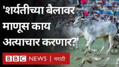 बैलगाडी शर्यत सुरू करावी, यासाठी राज्यभरात शेतकरी आवाज उठवत आहेत.