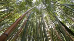 bamboo tree