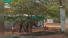 மேட்டுப்பாளையம் தேக்கம்பட்டி யானைகள் முகாம்