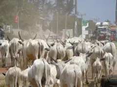 Benue Anti-grazing law