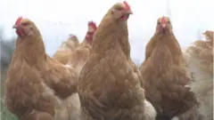 مرغیاں