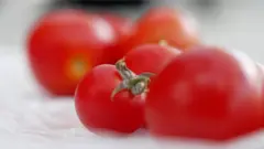 Gene edited tomotoes