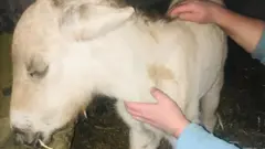 лоша