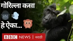 माऊंटन गोरिला
