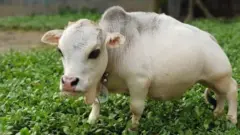 বিশ্বের সবচেয়ে সবচেয়ে ছোট গরু রানী