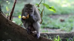 solo