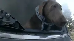 Cão em carro que solta fumaça