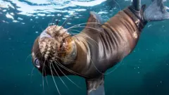 A sea lion pup with a hook in its mouth