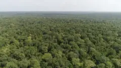 బక్స్‌వాహ అడవి