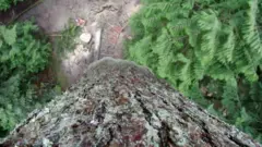 பறக்கும் மரம்