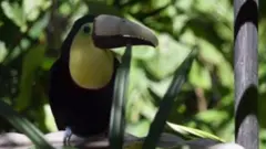 منقار طائر يصبح رمزا لحماية الحيوان