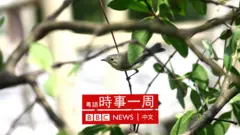 黃胸噪刺鶯