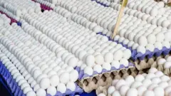 eggshells