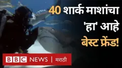 शार्क मासे, बहामाज्