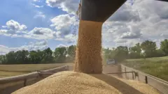 Сбор пщеницы, Украина