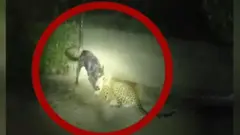 कुत्ता तेंदुआ