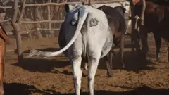 لماذا يرسم مزارعون عيون على مؤخرات الأبقار؟