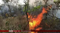 အမေဇုံမှာ လောင်နေတဲ့ တောမီးတွေကြောင့် ဖိအားတွေနဲ့ ရင်ဆိုင် နေရတဲ့ ဘရာဇီး သမ္မတ