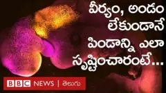 వీర్యం, అండం లేకుండా సృష్టించిన ఈ పిండం గుండె కొట్టుకుంటోంది