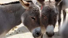 Waggaa kudhan dura harroonni Keeniyaan qabdu miliyoona 1.8 ture amma gara miliyoona 1.2 hir'ateera