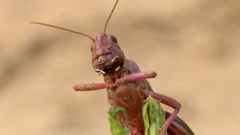గుజరాత్ మిడతలు