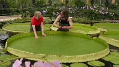 waterlily