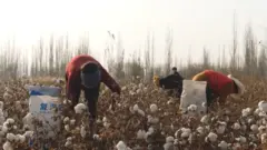 Cotton pickers in Xinjiang