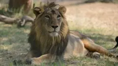 குஜராத், கிர் காடு, சிங்கங்களின் வாழ்க்கை