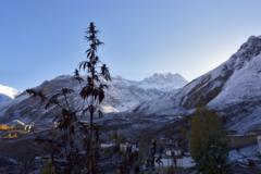 गण्डकीले थाल्यो गाँजाखेती गर्न दिने प्रक्रिया, प्रस्तावित कानुनमा के छ