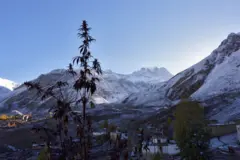 मुक्तिनाथनजिकै उम्रिएको गाँजाको बोट, पृष्ठभूमिमा हिमालहरू