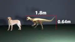 Um gráfico mostrando um labrador ao lado de uma ilustração do dinossauro do Enigmacursor