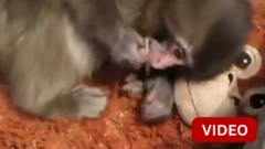 குரங்கு பொம்மையுடன் சுற்றித் திரியும் குட்டிக் குரங்கு