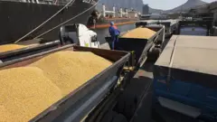 A cargo of maize