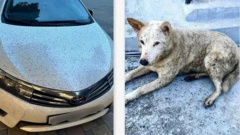 На картинке совмещены два фото: белая машина, на капоте которой видны черные крапинки после черного дождя, и такая же выпачканная (предположительно, нефтепродуктами) белая собака