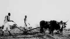 በሬ ጠምዶ የሚያርስ ገበሬ