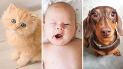 හුරුබුහුටි පූසෙක්, ළදරුවෙක් සහ බලු පැටියෙක්