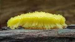 Decenas de mohos deslizantes amarillos agrupados sobre un trozo de madera