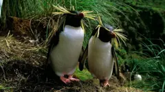 Dois pinguins-de-penacho-amarelo-do-norte em ambiente aberto.