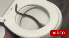 கழிவறைக்குள் இருந்த பாம்பு - அதிர்ச்சியடைந்த பெண் செய்தது என்ன?