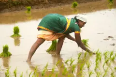 બીબીસી ગુજરાતી 