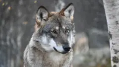 
'100க்கணக்கான அதிகாரிகள், டிரோன்' - தென் கொரியாவில் தப்பி ஓடிய ஓநாய் 9 நாட்களாக தேடப்பட்டது ஏன்?
