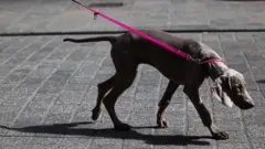 Cachorro caminhando, levado por uma coleira